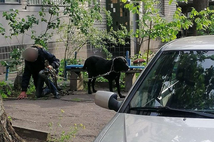 У Дніпрі домашні собаки покусали на вули…