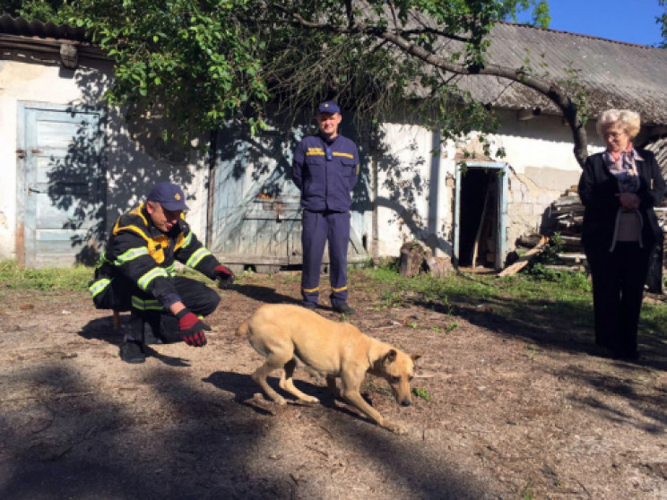 На Иршавщине пожарные спасли собаку…