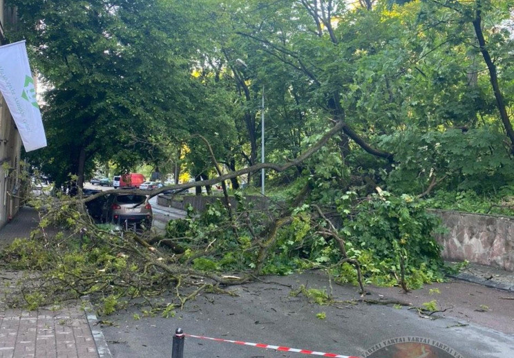 У центрі Львова на дорогу впало дерево (…