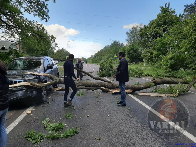 Біля Оброшине на дорогу впало дерево (ФО…