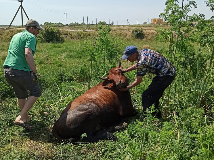 Як на Миколаївщині корову "катали" на ек…