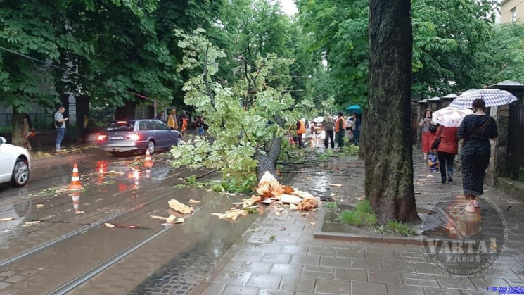 У Львові через негоду впали 34 дерева, з…