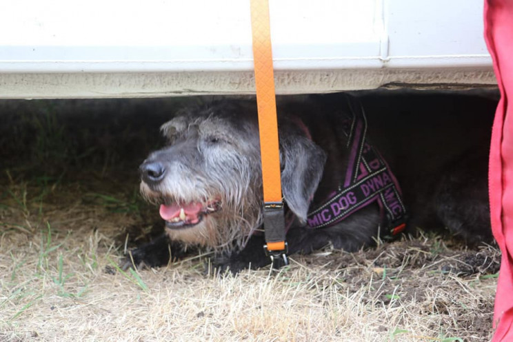 Київські рятувальники показали собак, як…