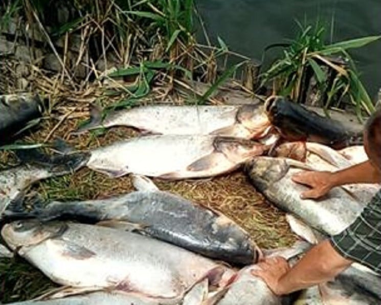 На Дніпропетровщині тоннами гине риба…