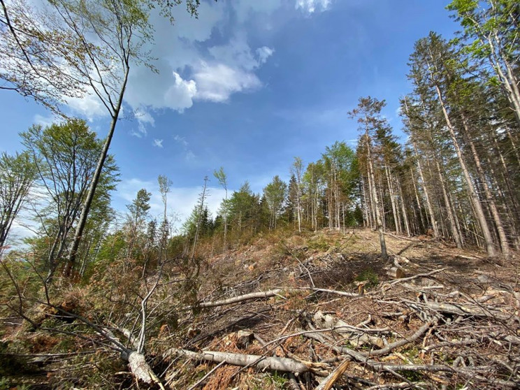 Как украинцы уничтожают карпатский лес…