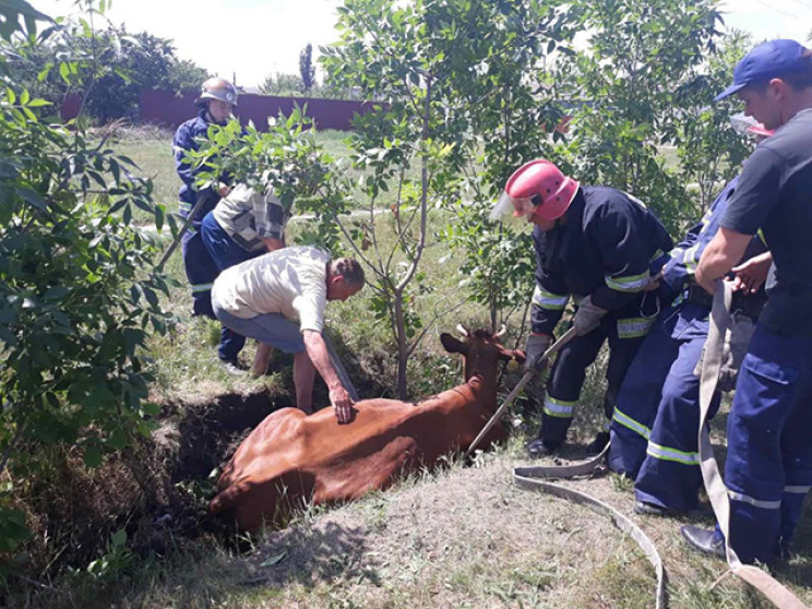 Як на Миколаївщині купа чоловіків дістав…