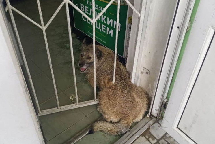 В Херсоне собака, пытаясь спастись от гр…