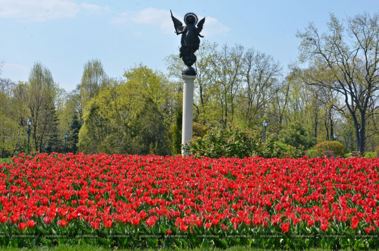 На улицах Харькова появится 2 млн цветов…