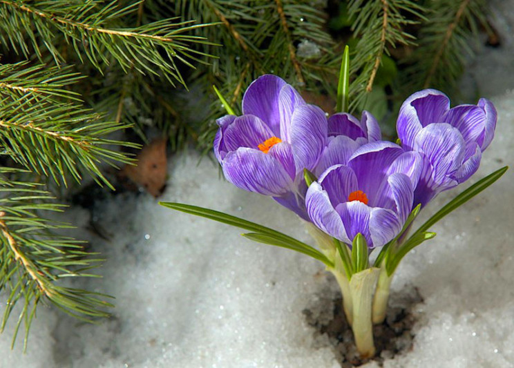Весна завітала до Києва зі снігом…