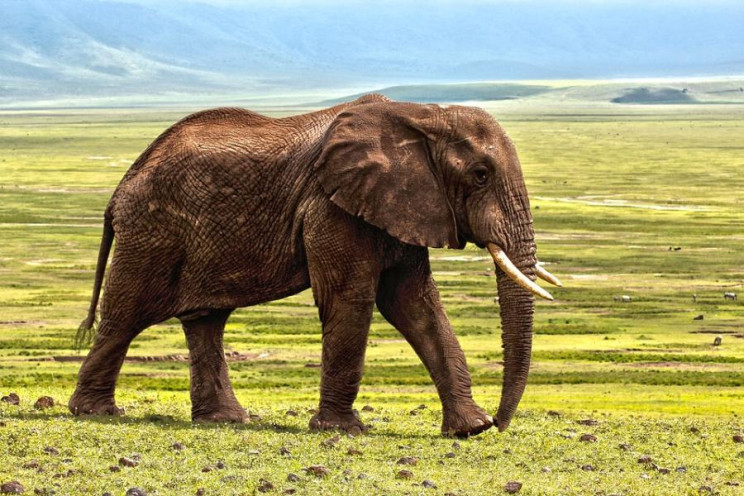 Росіянам заборонили заводити слонів…