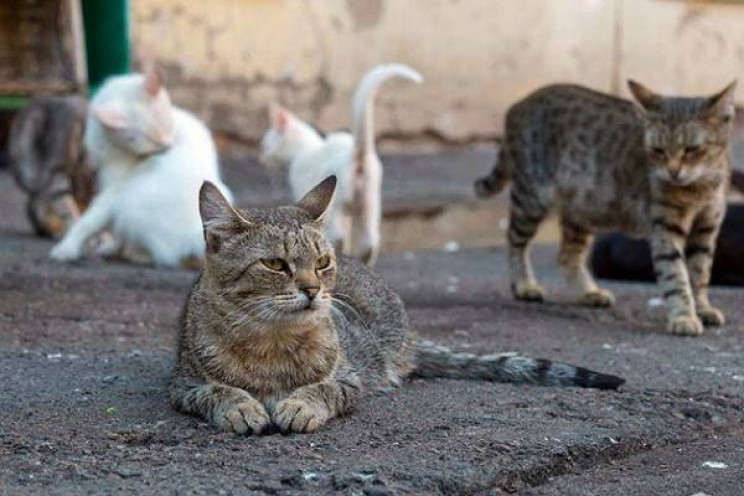 Котов признали частью экосистемы Запорож…