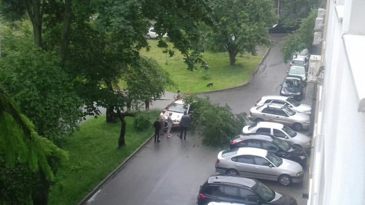 У Львові дерево впало на автомобіль і жі…
