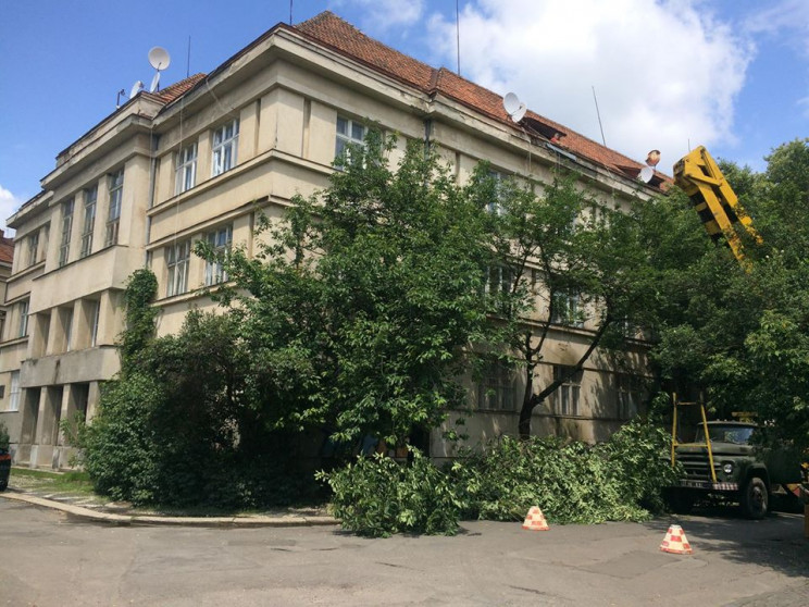 В Ужгороде в Малом Галагове срубили саку…