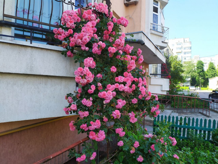 Як Львів тоне у різнокольорових трояндах…