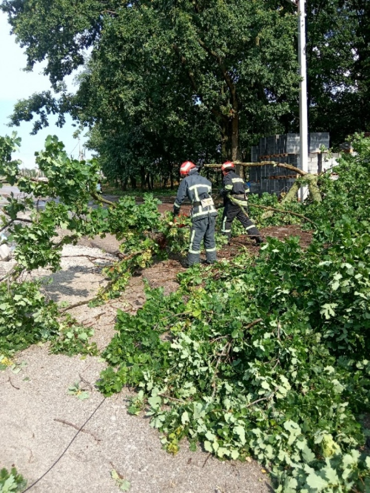 У Кропивницькому аварійне дерево обірвал…