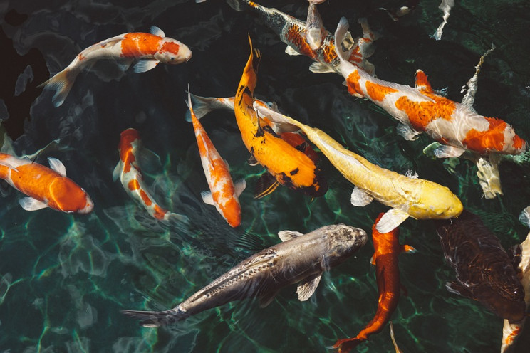 "Останемся без рыбы": Ученые бьют тревог…