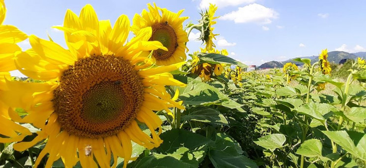 Яскрава фотозона: Під Мукачевом розквітл…