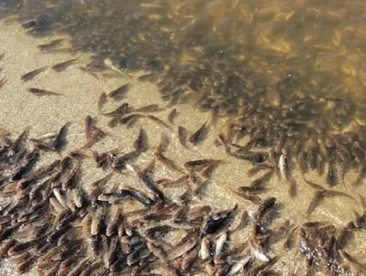 На Дніпропетровщині на берег водосховища…