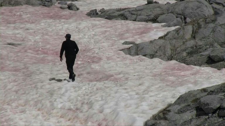 Зміни клімату: В Альпах з'явився рожевий…