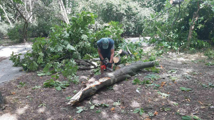 В Одесі ураган повалив понад сотню дерев…