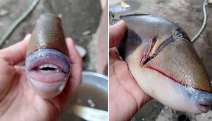 Фото жуткой рыбы с человеческими губами…