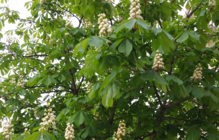 В Мукачево цветет аллея каштанов…