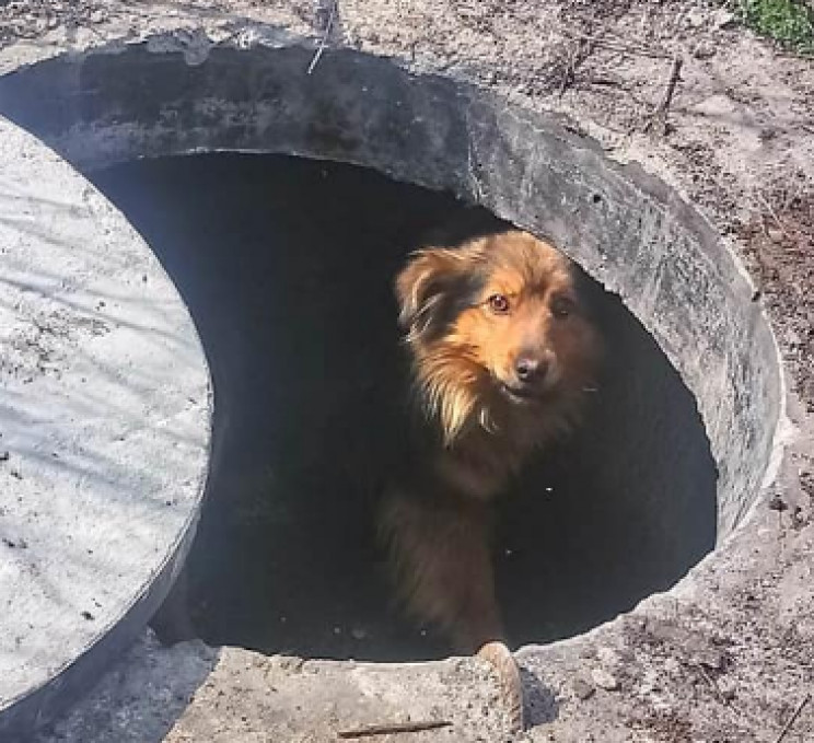 У Кропивницькому знайшли собаку із відру…