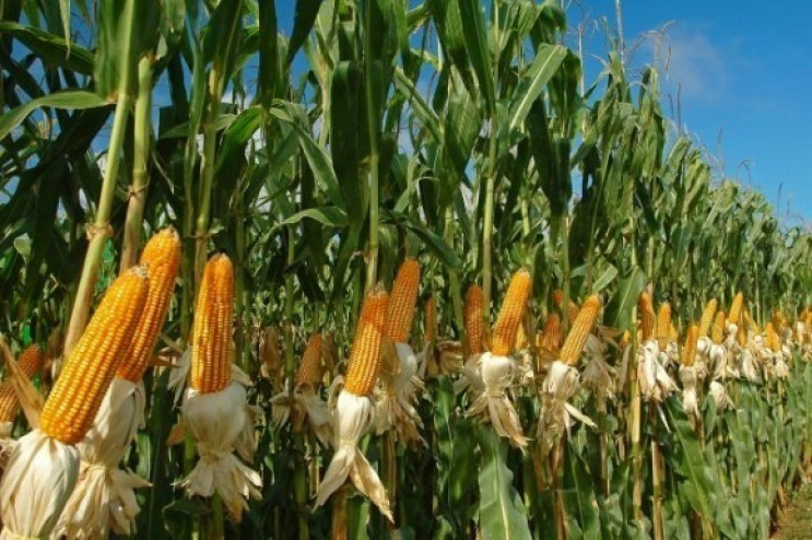 Вьетнам угрожает запретить импорт кукуру…