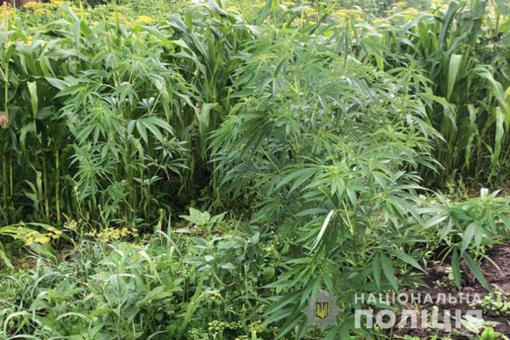 Шукали крадений транспорт, а знайшли нар…