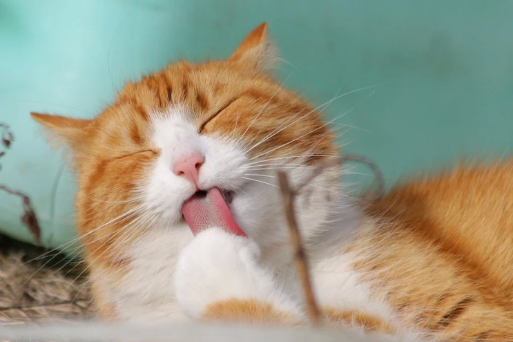 Всемирный день котов: ТОП-5 фильмов об у…