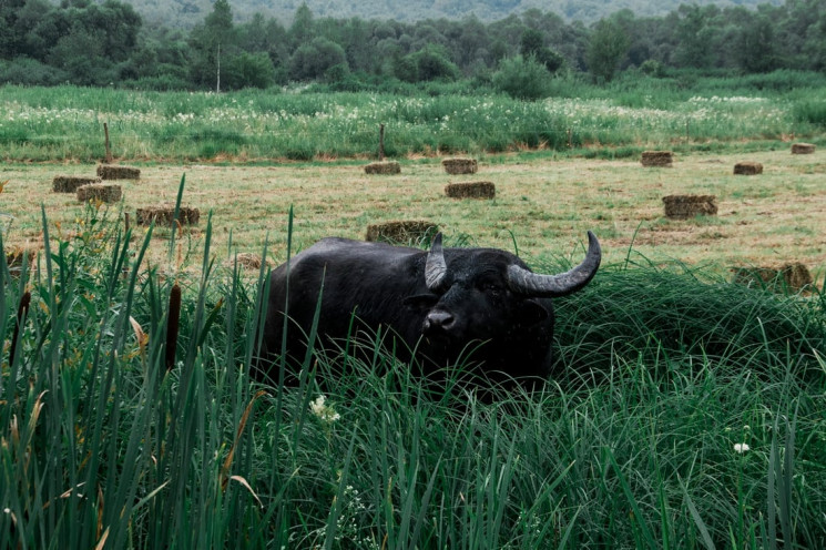 Як карпатські буйволи відновлюють екосис…