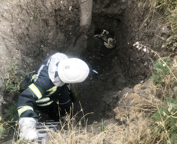 На Знам'янщині врятували собаку з ями…