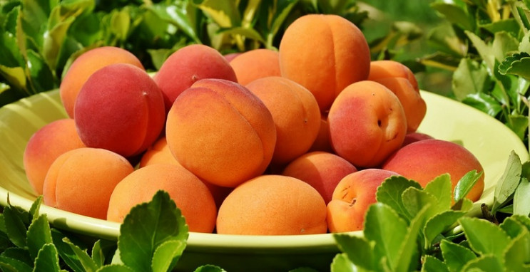 Яку користь організму приносять абрикоси…