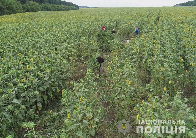 На Кропивниччині вирощували коноплі у пр…