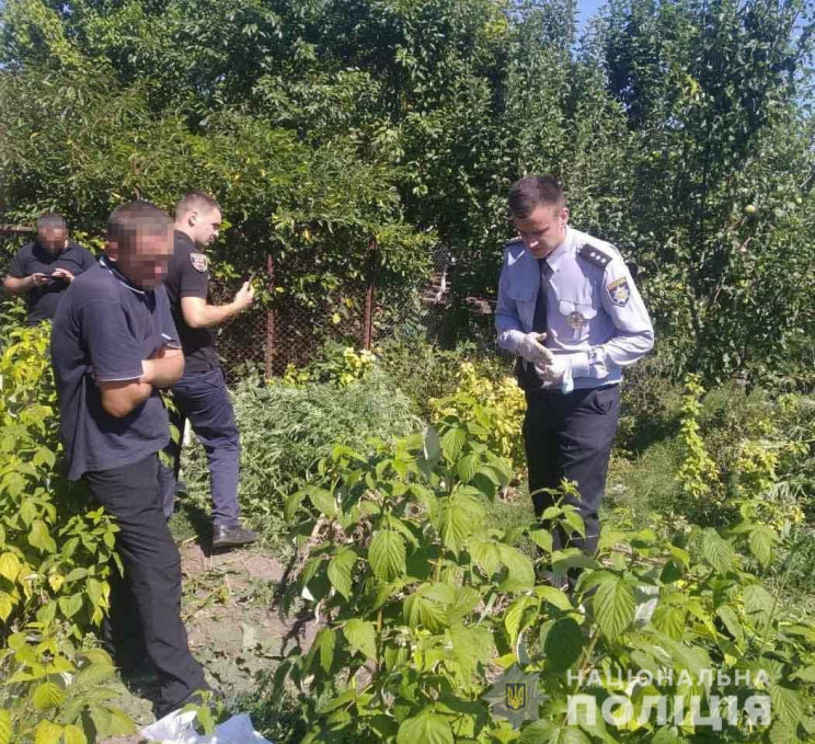 У Липовецькому районі чоловік вирощував…