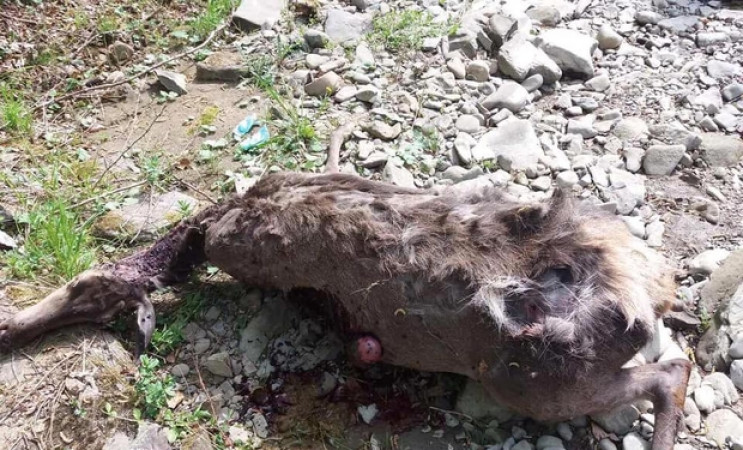 На Хустщині браконьєри застрелили вагітн…