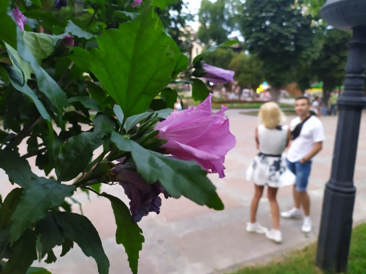 Як на Львівщині цвіте квітка смерті (ФОТ…