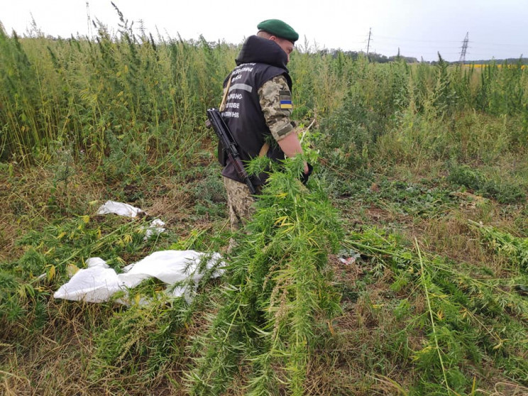 Конопляная жатва — в Донецкой области об…