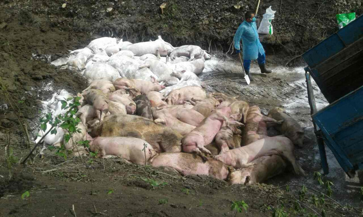 Більше 250 свиней знищили через "африкан…