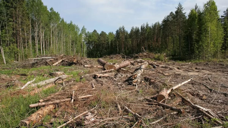 На Кубані незаконно вирубали дерева на 5…