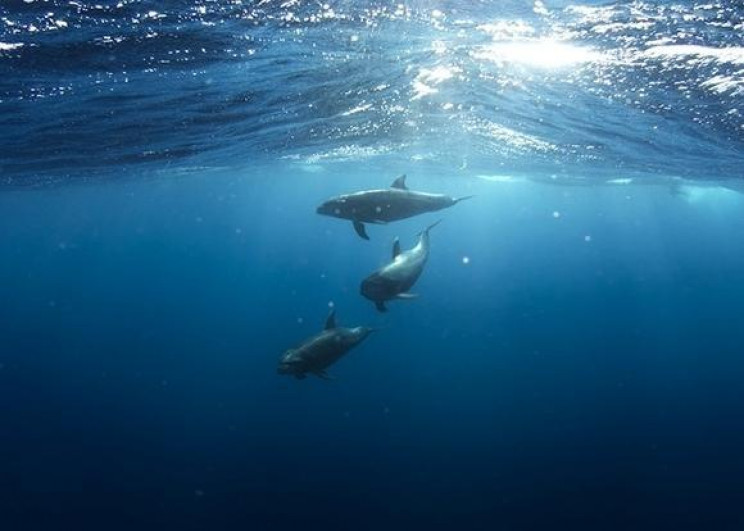 Сочинців навчать рятувати дельфінів…