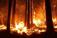 На Харьковщине горит 80 га леса: Огонь п…