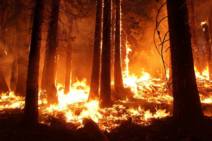 На Харківщині горить 80 га лісу: Вогонь…