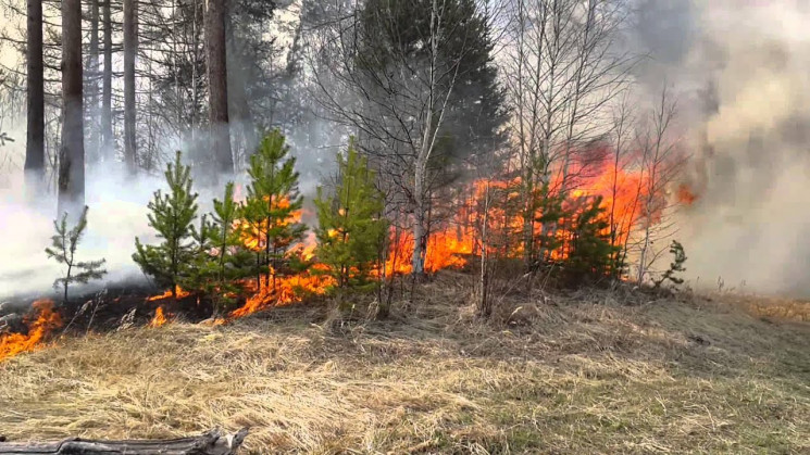 На Харківщині виявили ще одну лісову пож…