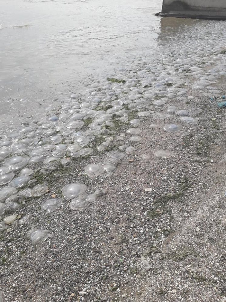 Один з пляжів Маріуполя заполонили медуз…