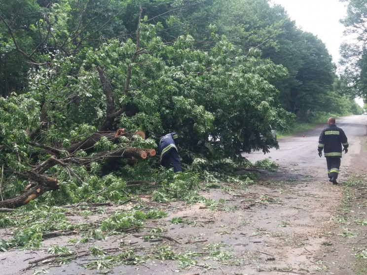 На околиці Вінниці на дорогу впало дерев…