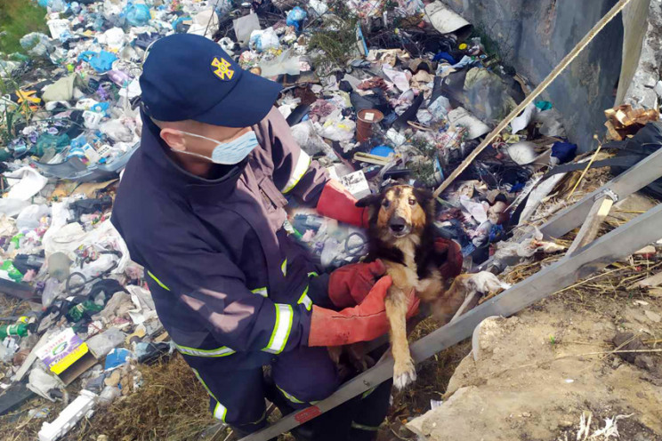 Двох собак врятували нетішинські вогнебо…