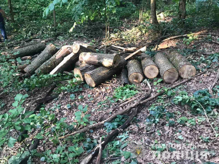 На Харківщині браконьєри знищили дерев н…