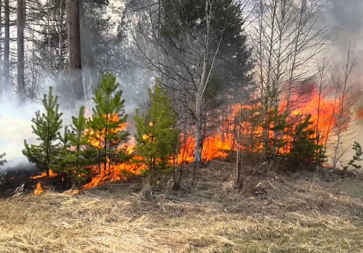 На Харьковщине восемь раз горел лес…