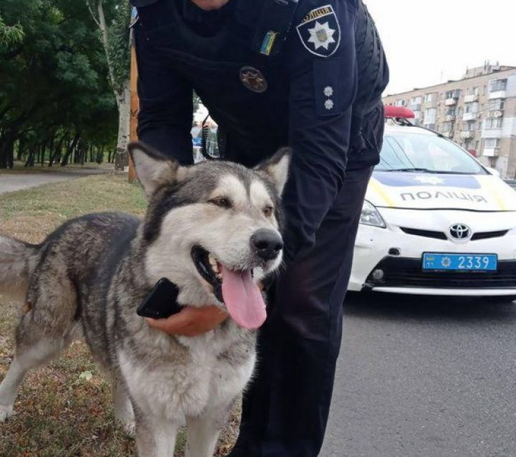 В Днепре полицейские поймали собаку, что…